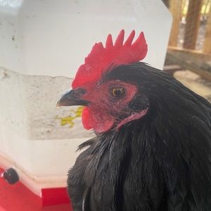 Meet your Posher, Lisa